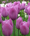 Tulip Bulbs "Violet Beauty",12/+cm,Late Spring,Fall Planting , Now Shipping ! - Caribbeangardenseed