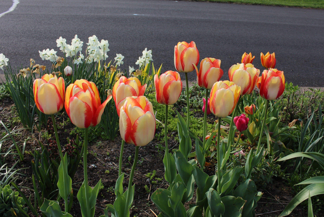 Tulip Bulbs Darwin Hybrid "Beauty of Spring", ,Great for Bouquets - Caribbeangardenseed