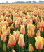 Tulip Blushing Beauty ,FALL PLANTING BULBS - Caribbeangardenseed