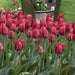 Tulip Bulbs, (Single Late) 'Sky High Scarlet',Huge, red, fall-bulbs - Caribbeangardenseed