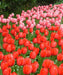 Tulip RED impression ,FALL PLANTING BULBS - Caribbeangardenseed