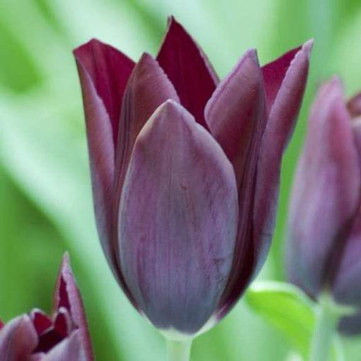 Tulip' Havran'(12/+cm) Dark, Fall bulbs, Now Shipping ! - Caribbeangardenseed