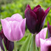 Tulip' Havran'(12/+cm) Dark, Fall bulbs, Now Shipping ! - Caribbeangardenseed