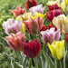 Tulip Viridiflora Mix (10 Bulbs),12/+cm,flowers are extremely long lasting! - Caribbeangardenseed