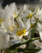 tulip turkestanica (Species Tulip) BULBS - Caribbeangardenseed
