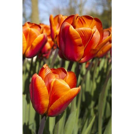 King's Orange Tulip Bulbs /12/+cm, ( Single Late) , Shipping Now - Caribbeangardenseed