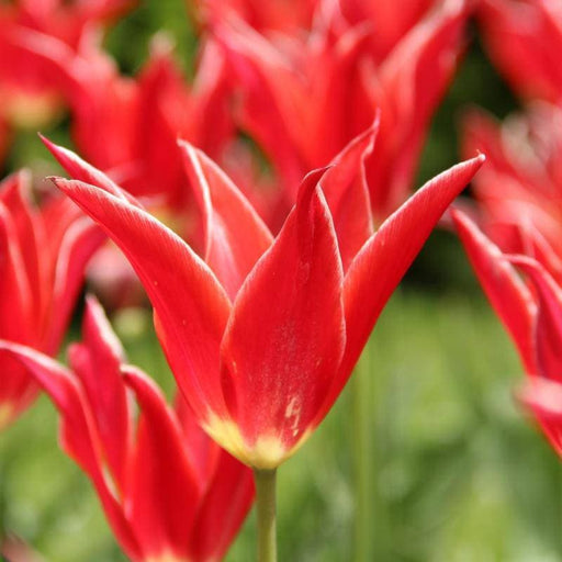 Aladdin Lily Tulip BULBS, Bloom Late Spring - Caribbeangardenseed