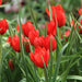 Species Tulip bulbs, 'Red Hunter' - Caribbeangardenseed