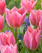 Tulipa emperor 'Albert Heijn'( Bulbs) Spring Blooming - Caribbeangardenseed