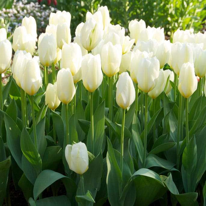White Emperor 'Tulip Bulbs-12/+cm, Spring flowers - Caribbeangardenseed