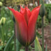 Red Spring Green ,Tulip Bulbs , Fall Planting - Caribbeangardenseed
