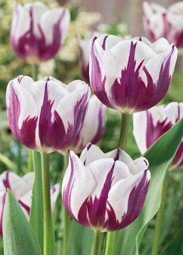 Tulip Bulbs,Rem's Favourite" - Single /Late - fall planting ! - Caribbeangardenseed
