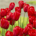 Tulip Bulbs "Kingsblood" Single Late ,Great for Bouquets - Caribbeangardenseed