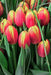Tulip Bulbs ,Dow Jones ,Single Late, Shipping Now - Caribbeangardenseed