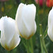 White Emperor 'Tulip Bulbs-12/+cm, Spring flowers - Caribbeangardenseed
