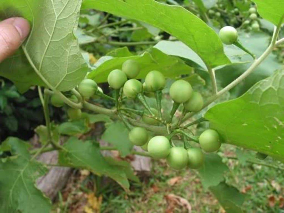 Turkey berry ,Pea Eggplant Seed, Asian Vegetable - Caribbeangardenseed