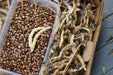 TURKEY CRAW BEAN, Organic Seeds - Phaseolus Vulgaris - Heirloom Pole bean - Caribbeangardenseed