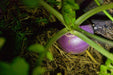 Purple Top White Globe HEIRLOOM VEGETABLE SEEDS - Caribbeangardenseed