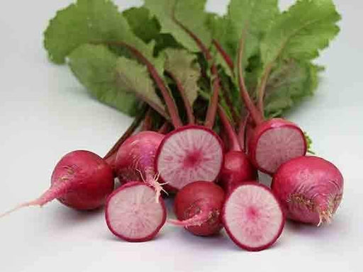 Turnip Seeds,Red Round Japanese Turnip, leafy tops are pink-ribbed and tender ! - Caribbeangardenseed