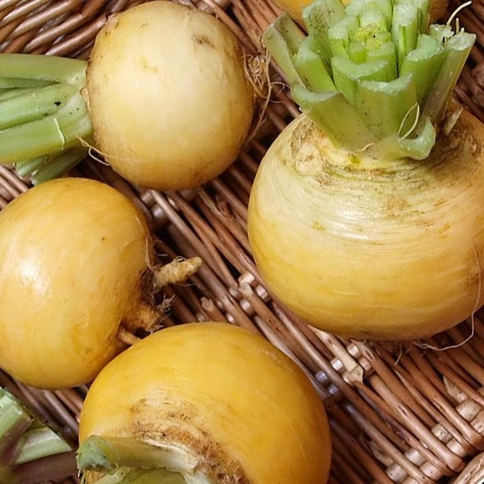 Golden Ball Turnip seeds , Heirloom VEGETABLE - Caribbeangardenseed