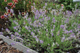 Lavender Seeds- Ellegance SKY,- Garden Herb . - Caribbeangardenseed