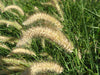 African Foxtail Grass SEEDS- ciliaris Buffel ORNAMENTAL Grass - Caribbeangardenseed