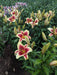 Oriental lily Flavia (Bulbs) real thriller in the garden .Perennial - Caribbeangardenseed