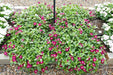 Periwinkle FLOWERS Seed - Burgundy Halo (Catharanthus Roseus) - Caribbeangardenseed