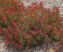 20 Euphorbia polychroma 'Bonfire Seed - An attractive low growing succulent - Caribbeangardenseed