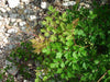 Peppervine Ampelopsis arborea Organic 10 Seeds,Organically Grown - Caribbeangardenseed