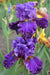 Iris Pagan Dance, Bearded Iris, Perennial Bareroot Plant - Caribbeangardenseed