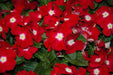 Vinca Periwinkle (sunstorm -BRIGHT RED) - Annual flowers seed - Caribbeangardenseed
