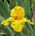 Iris Germanica 'PURE AS GOLD' Bearded Iris, Perennial Bareroot Plant - Caribbeangardenseed