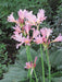 Surprise lily ( 1 BULB ) lycoris squamigera - Caribbeangardenseed