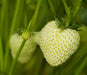 White Strawberry - Pineberry bareroot - Caribbeangardenseed