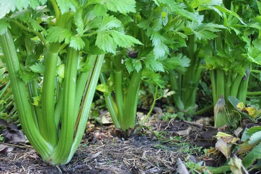 Utah Celery Seeds, Organically Grown,Cool Season , No GMOs ! - Caribbeangardenseed