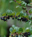 Serviceberry, LIVE PLANT ,Amelanchier alnifolia - Caribbeangardenseed