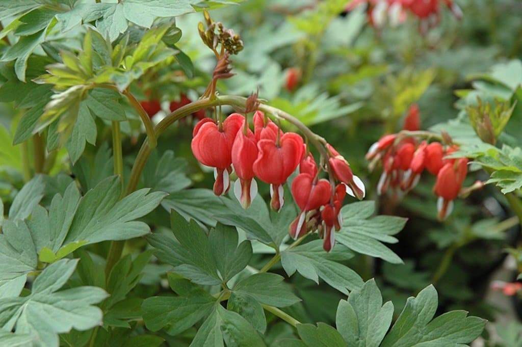 Valentine Bleeding Hearts-( 4 Roots) One of the most popular perennials for shade - Caribbeangardenseed