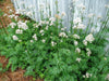 Valerian Herb Seeds ,Hardy Long-lived Perennial ,Valeriana Officinalis ! - Caribbeangardenseed