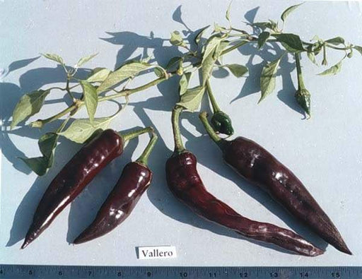 Vallero Hot Pepper Seed (Capsicum annuum) Great for containers - Caribbeangardenseed