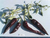 Vallero Hot Pepper Seed (Capsicum annuum) Great for containers - Caribbeangardenseed