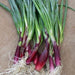 Red Candy Apple Hybrid Onion Plants - Caribbeangardenseed