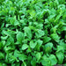 ARUGULA ASTRO ,Herb Seed Asian Vegetable - Caribbeangardenseed