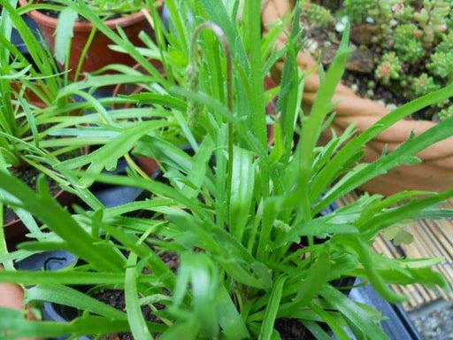 Minutina Seeds AKA Buckshorn , Italian Specialty Greens,Erba-Stella ! - Caribbeangardenseed