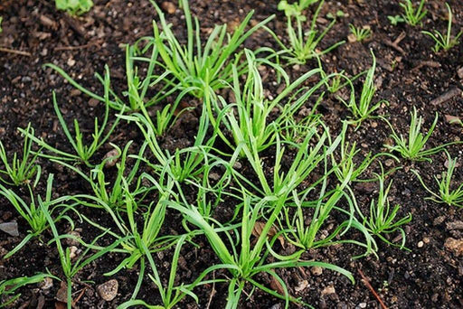 Minutina Seeds AKA Buckshorn , Italian Specialty Greens,Erba-Stella ! - Caribbeangardenseed