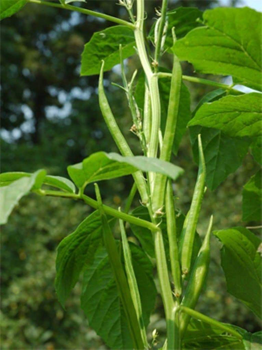 Nombo Giant Philippine Okra Seeds , Bhindi , Gumbo ,Asian Vegetable - Caribbeangardenseed