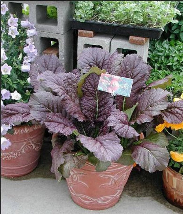 Red Giant Mustard - Multi-purpose, microgreens,Ornamental filler in the flower bed and also as an edible vegetable. - Caribbeangardenseed