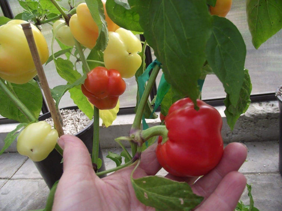 Alma Spice Paprika Pepper, Capsicum annuum easy-to-grow and process! - Caribbeangardenseed