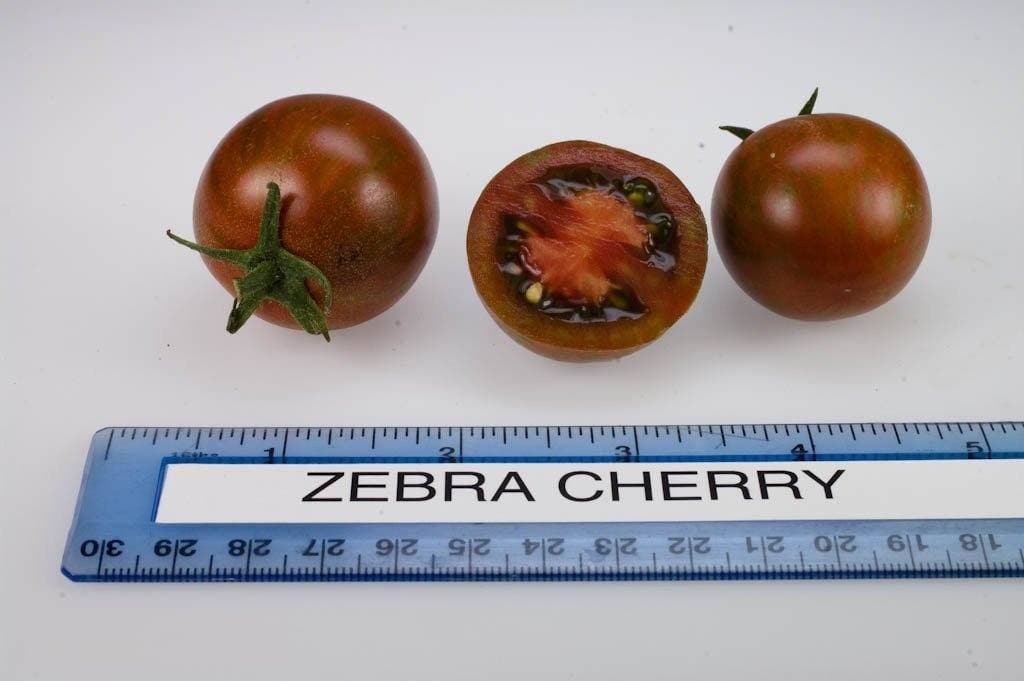 Black Zebra Cherry Tomato Seeds (Solanum lycopersicum) Open pollinated . - Caribbeangardenseed