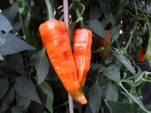 Bolivian Orange,Pepper SEEDS - Capsicum baccatum - Caribbeangardenseed